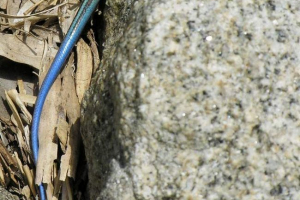 Далекосхідний szink - рептилія в металевій броні Далекосхідний szink - рептилія в металевій броні